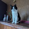 柑橘猫 profil fotoğrafı