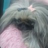 Luvpekes2's profile picture