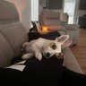 Nevergiveupright!.'s profile picture