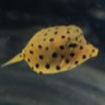 テセウスのパラドックス's profile picture