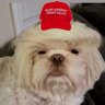 Trump Dawg 2024 🇺🇸 的头像