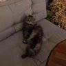 Albunea profil fotoğrafı