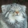 A Luxuriating Manul profil fotoğrafı