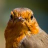 Proper Miffed's profile picture