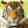 Lucy Speed profil fotoğrafı