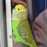 Profilbild von Pretty Bird