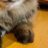 Profilbild von バリスタfireを夢見たホテル業界者