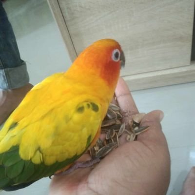 Faisal2005's profile picture