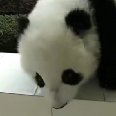 熊猫汤圆's profile picture