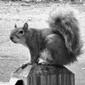 Profilbild von Cyril