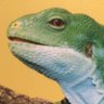 Fox Maple's profile picture