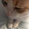 Boltem Beef's profile picture