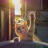 cocoa's profile picture