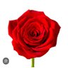 Rosa 🌹 的头像