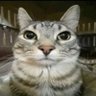 Lee🇵🇸's profile picture