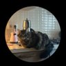Ferihan's profile picture