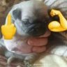 BlazzDC 的头像