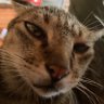 タム ジャオ profil fotoğrafı