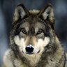 woLF_Grey_ profil fotoğrafı