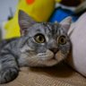 樑某人的梁 profil fotoğrafı