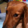 街角の犬 的头像