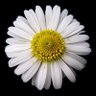 DazeyForever2 profil fotoğrafı
