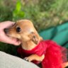Sampson profil fotoğrafı