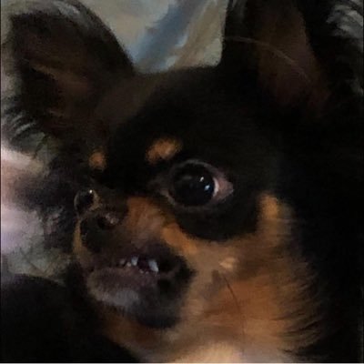 Mine-san-inu's profile picture