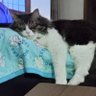 ねこおじ 的头像