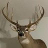 Profilbild von Natty State Deer Stalker