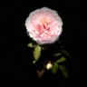 Maggie han's profile picture
