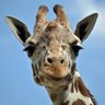 Girafa de Ratanabá's profile picture