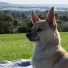 Cryptohuahua - ⚔️RP, Freedom, Truth, Surfing's profile picture