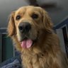 Sully's profile picture