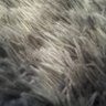 bignuttd's profile picture