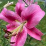 Goryan Eagle Head 🇺🇸💪🏼🇺🇸 profil fotoğrafı