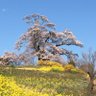 万葉桜 的头像