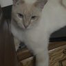 ProudAirForceBrat profil fotoğrafı
