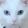 幸せにゃんこ増やし隊🕊かのう's profile picture