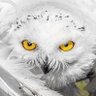 KingMaker's profile picture