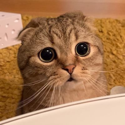 littemanoy's profile picture