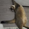 İcardinhoo's profile picture