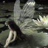 fairy 的头像