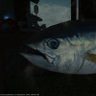目黒の秋刀魚太郎 的头像