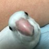 🦜right dimple-右エクボ🦜 的头像