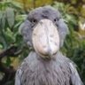 Bossalinamum profil fotoğrafı