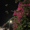 ابو زياد محمد مناور المطرفي العنزي 的头像