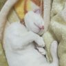GülsümAk's profile picture