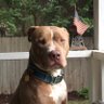 LibertyDog profil fotoğrafı