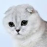 Profilbild von アキラ